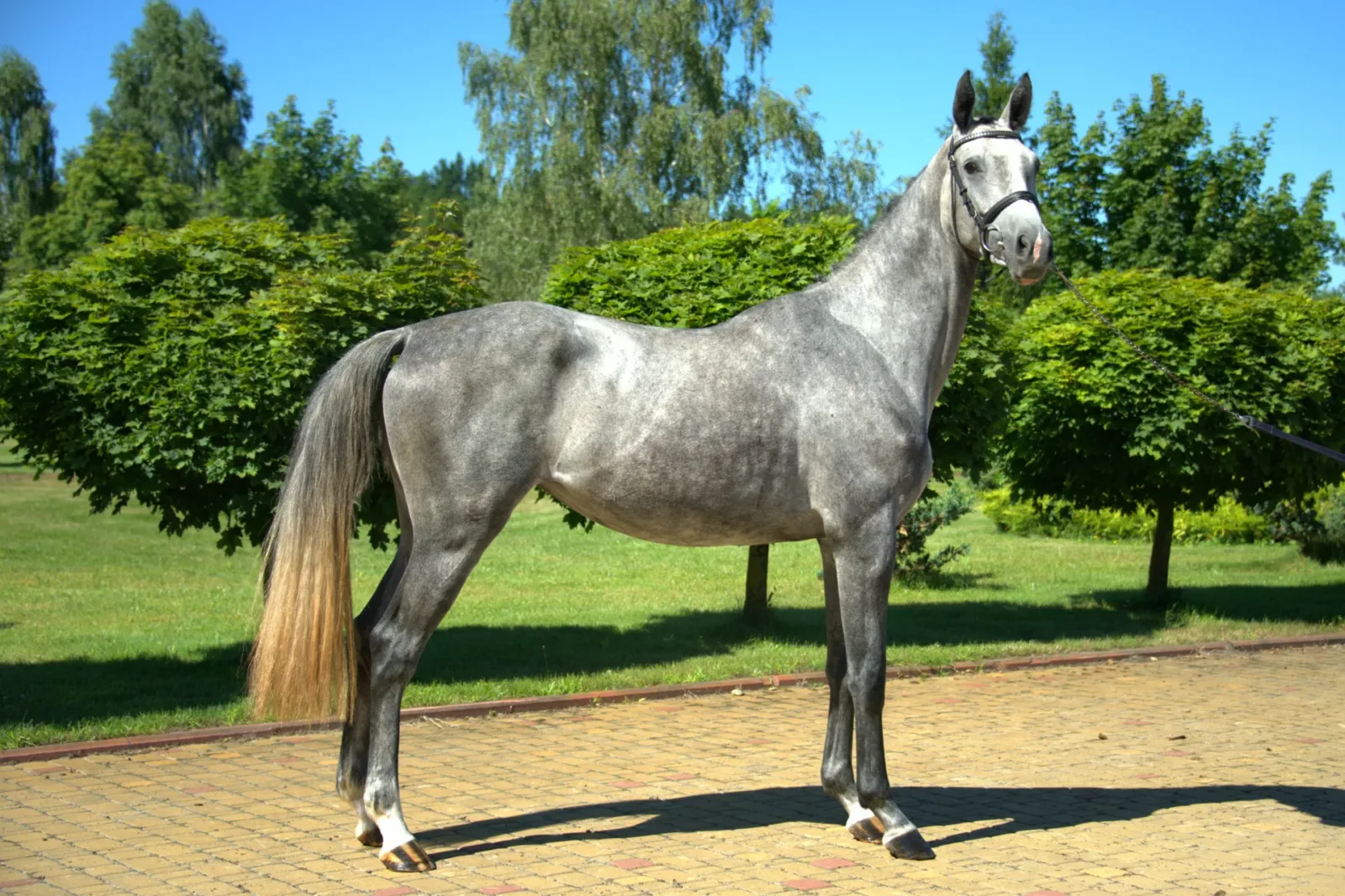 Кліо