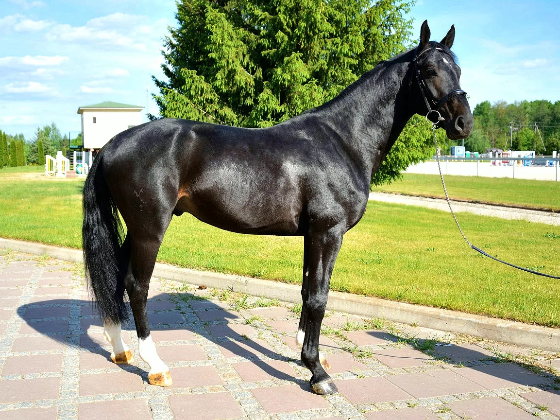 Камишиш